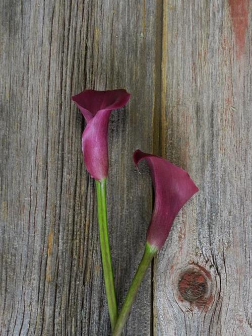 SUMATRA  BURGUNDY MINI CALLA LILIES